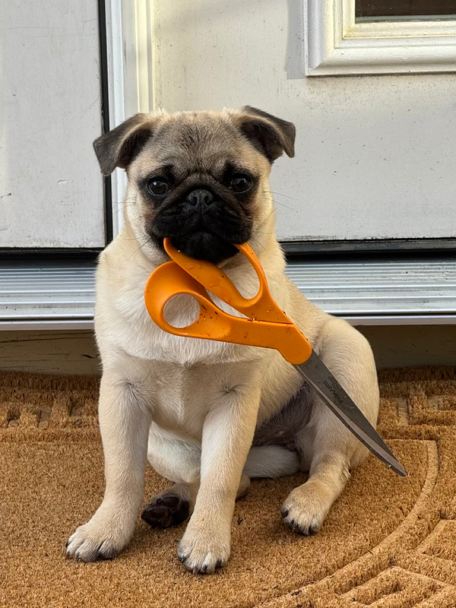 Mabel...Is that yours?